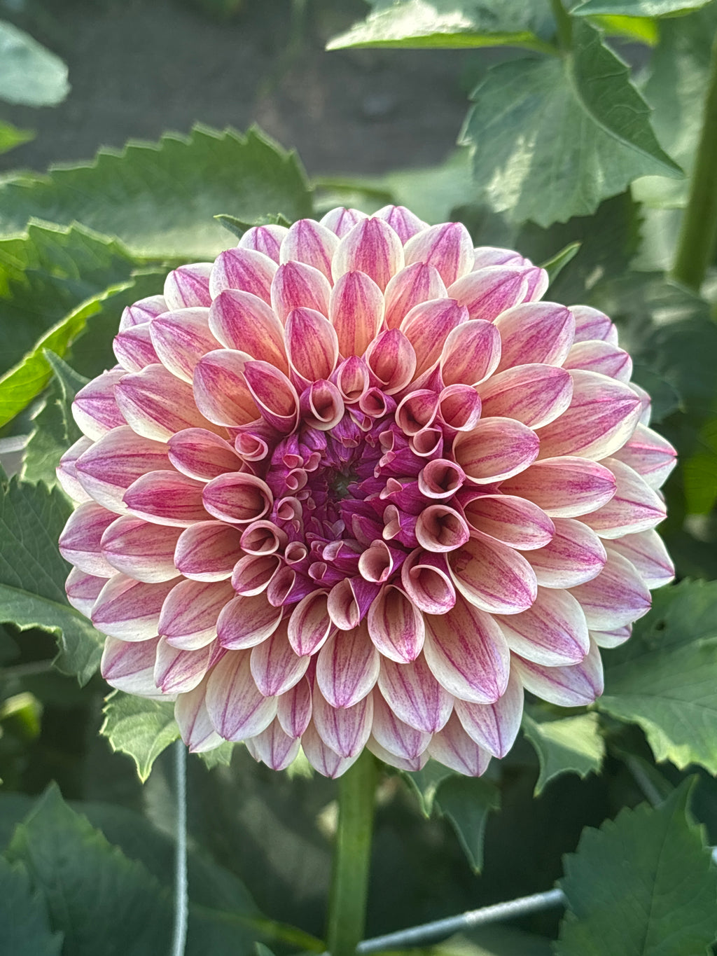 KA Rhubarb