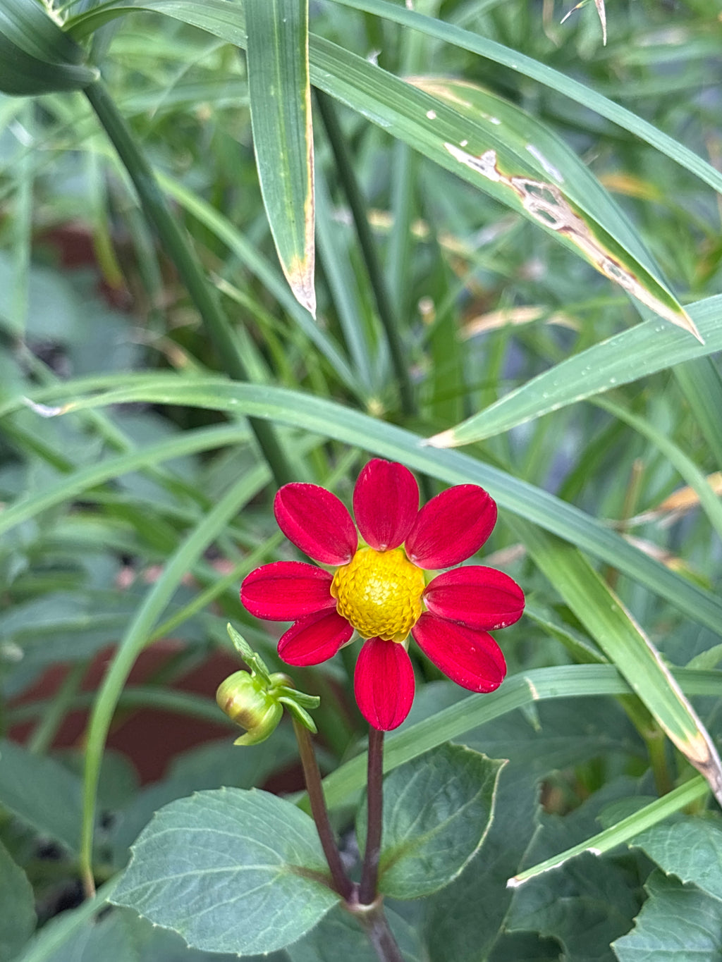 Lo-Ruby (2026)
