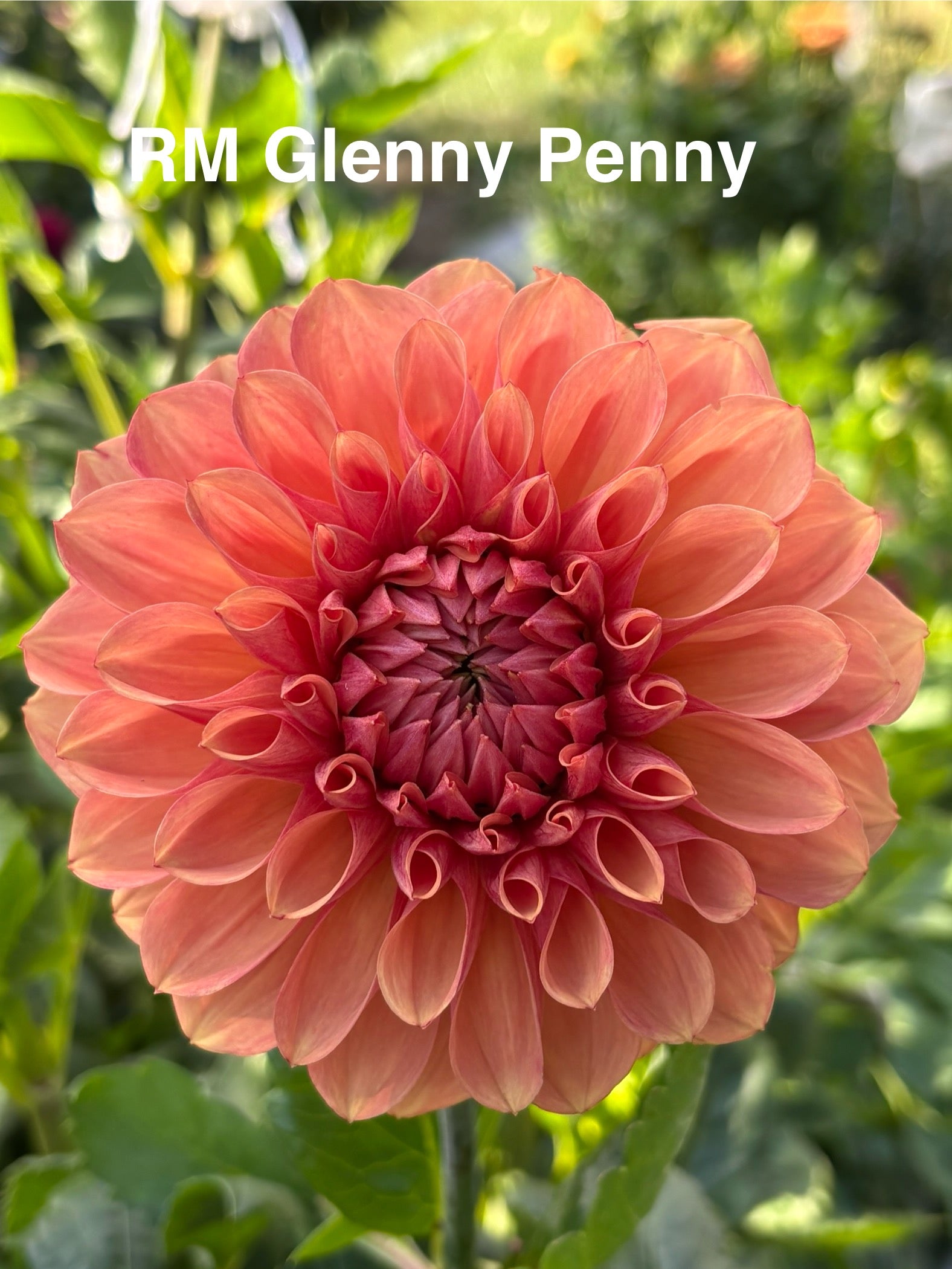 RM Glenny Penny