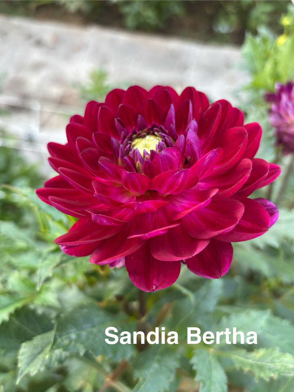 Sandia Bertha