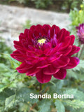 Sandia Bertha
