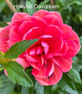 Hollyhill Day Dream