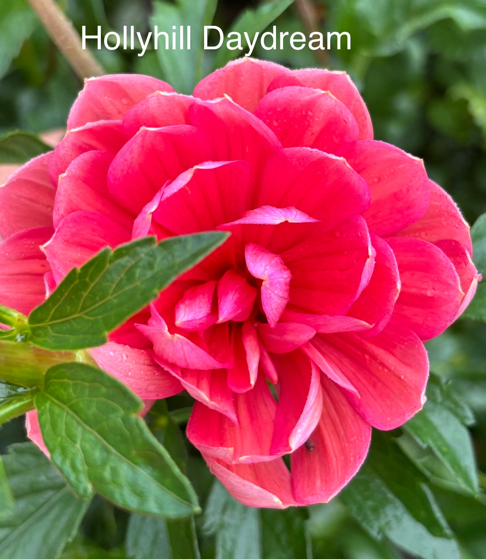Hollyhill Day Dream