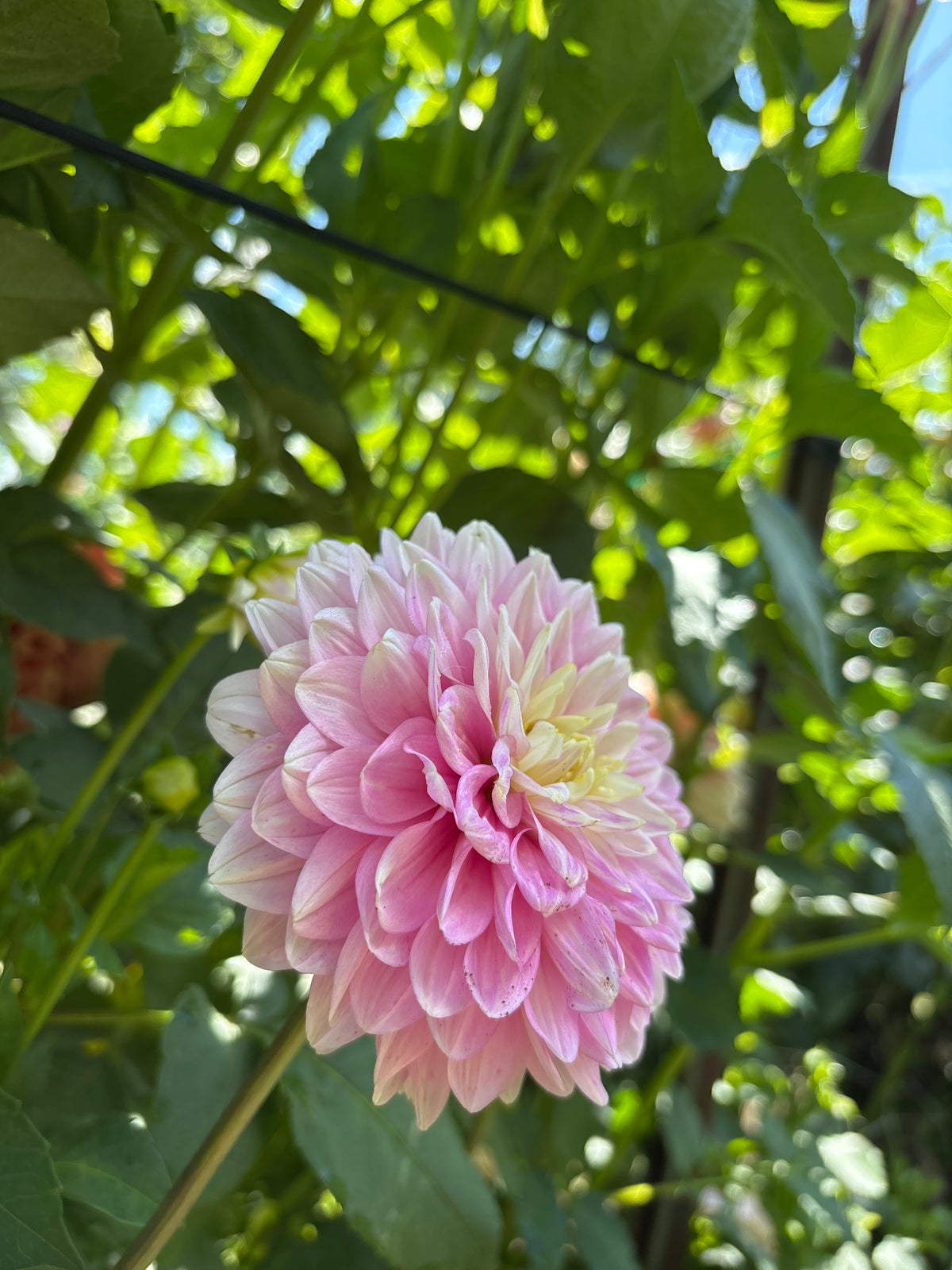 GG Pink Lemonade