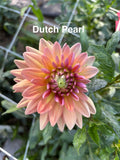 Dutch Pearl