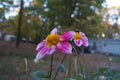 BL10 Seedling