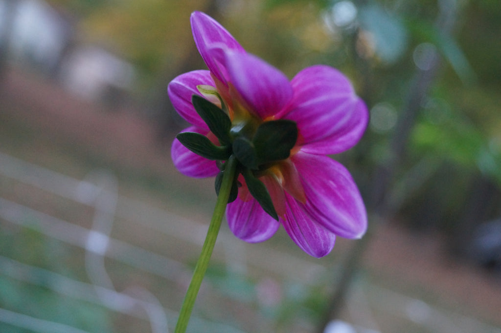 BL2 Seedling