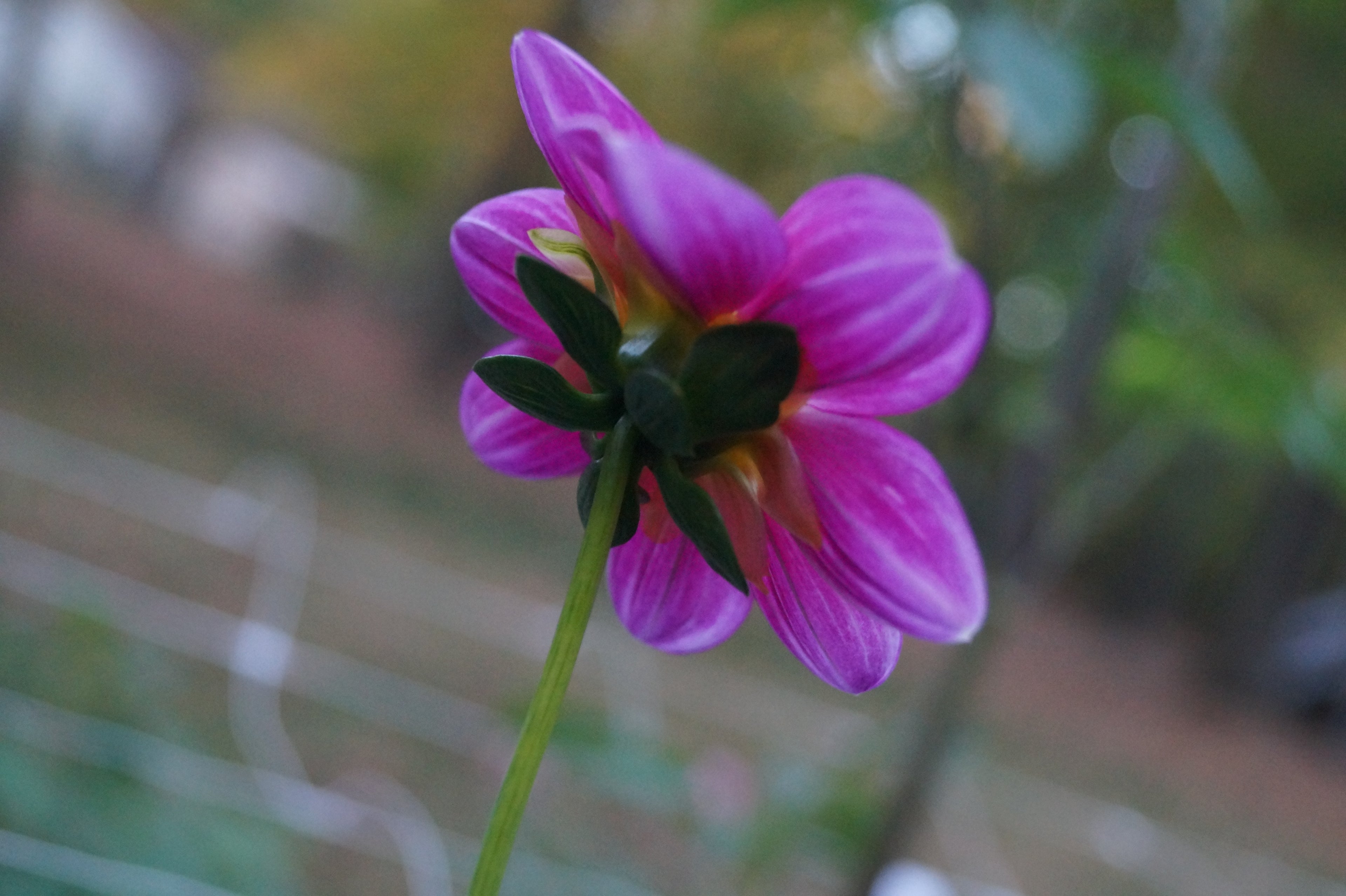 BL2 Seedling