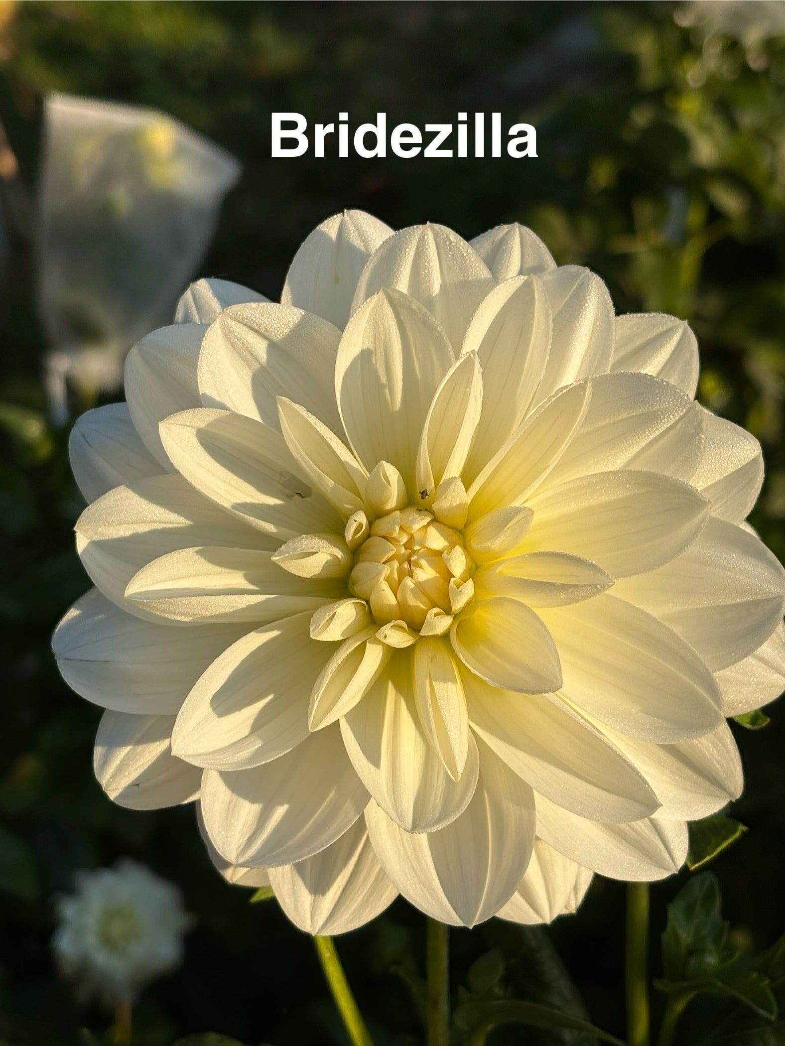 Bridezilla