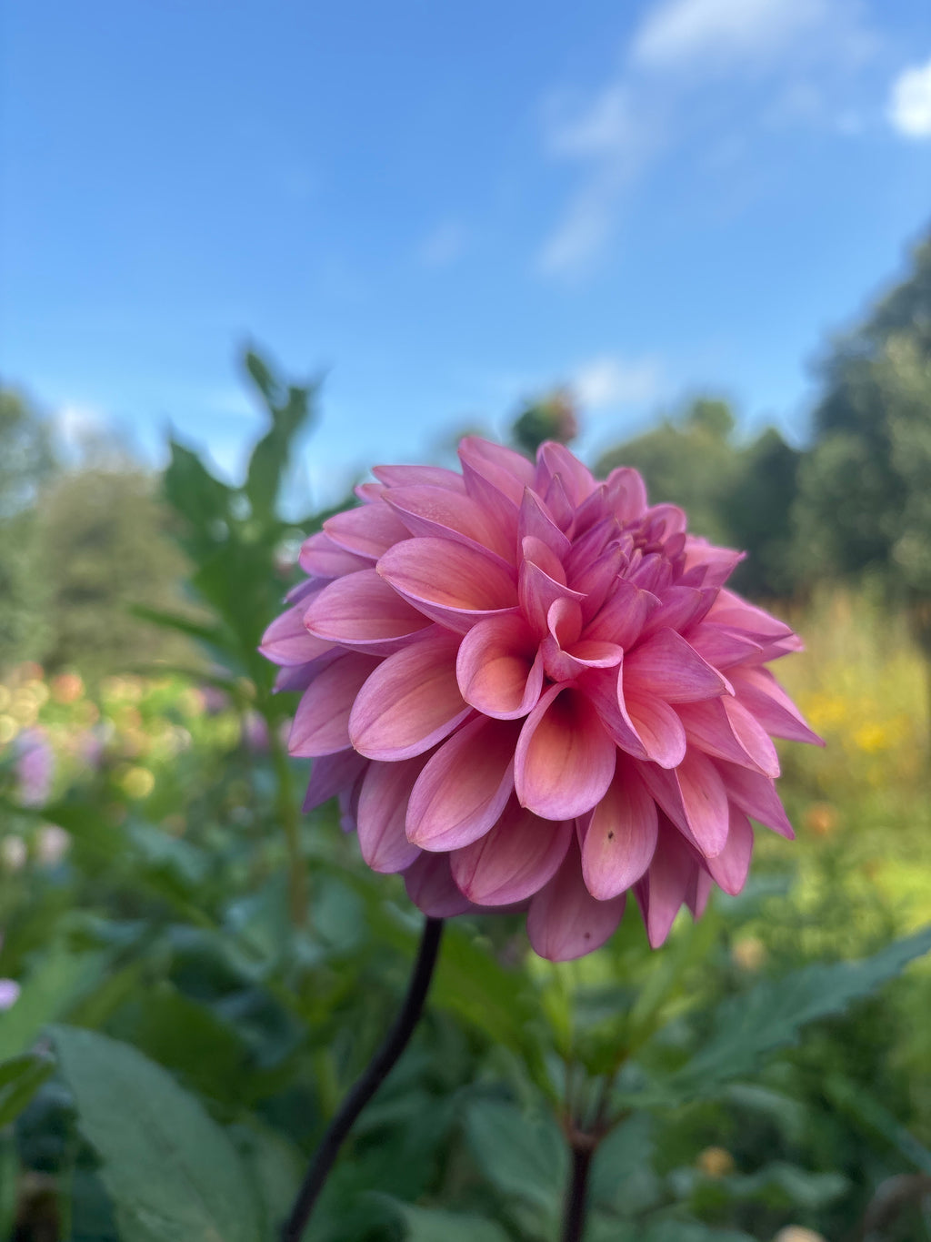 Coseytown Avonlea