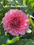 Lee's Muava Guava
