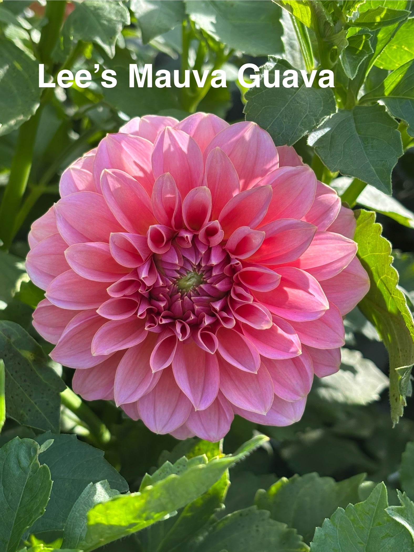 Lee's Muava Guava