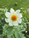 Alpen Cherub
