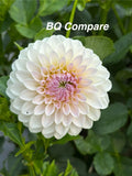 BQ Compare