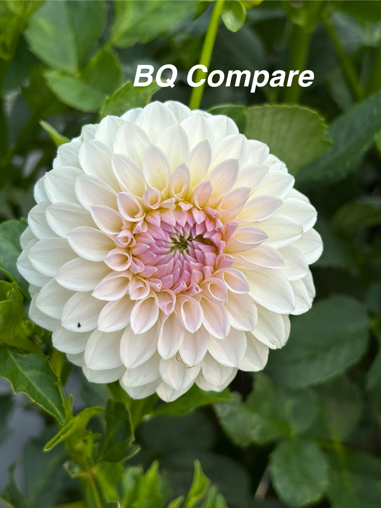 BQ Compare