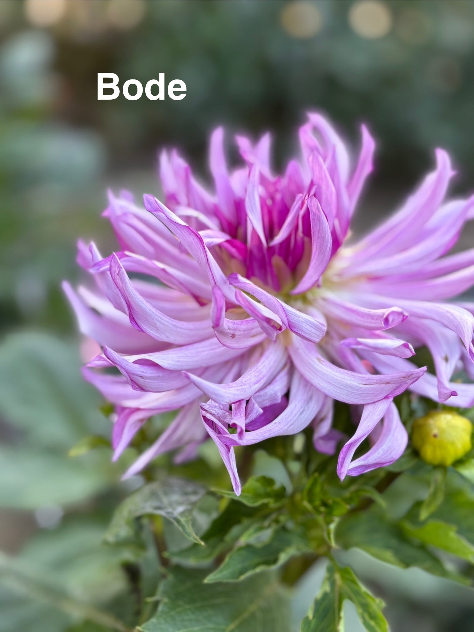 Bode