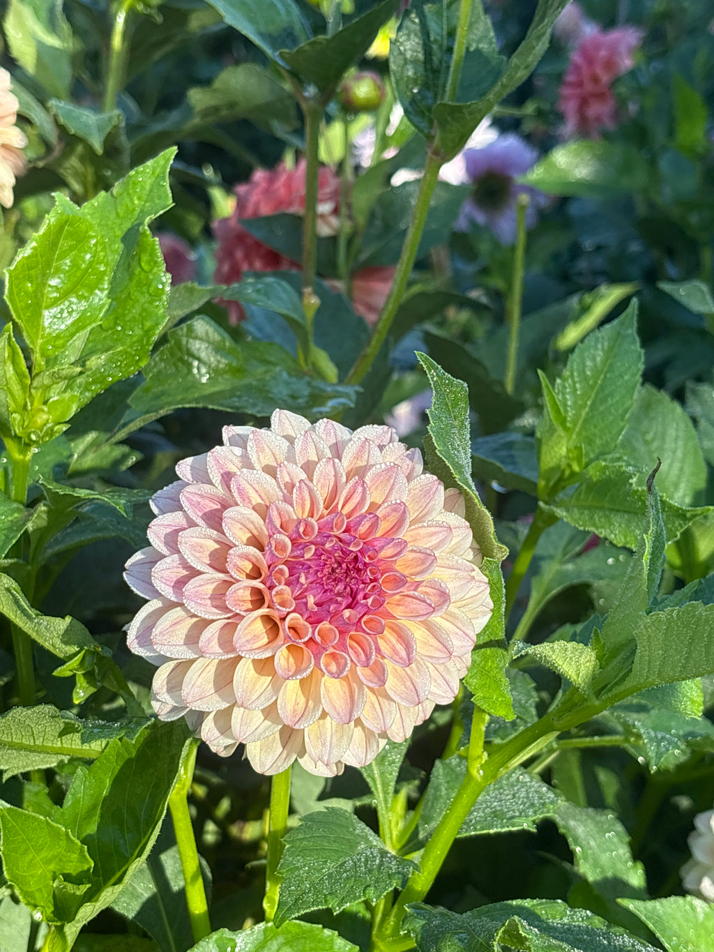 KA Rhubarb