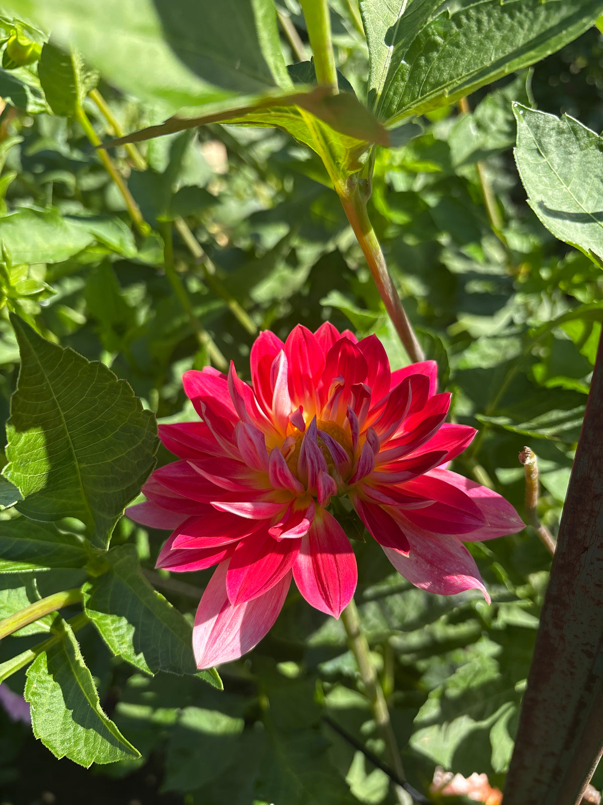 Hapet Posie