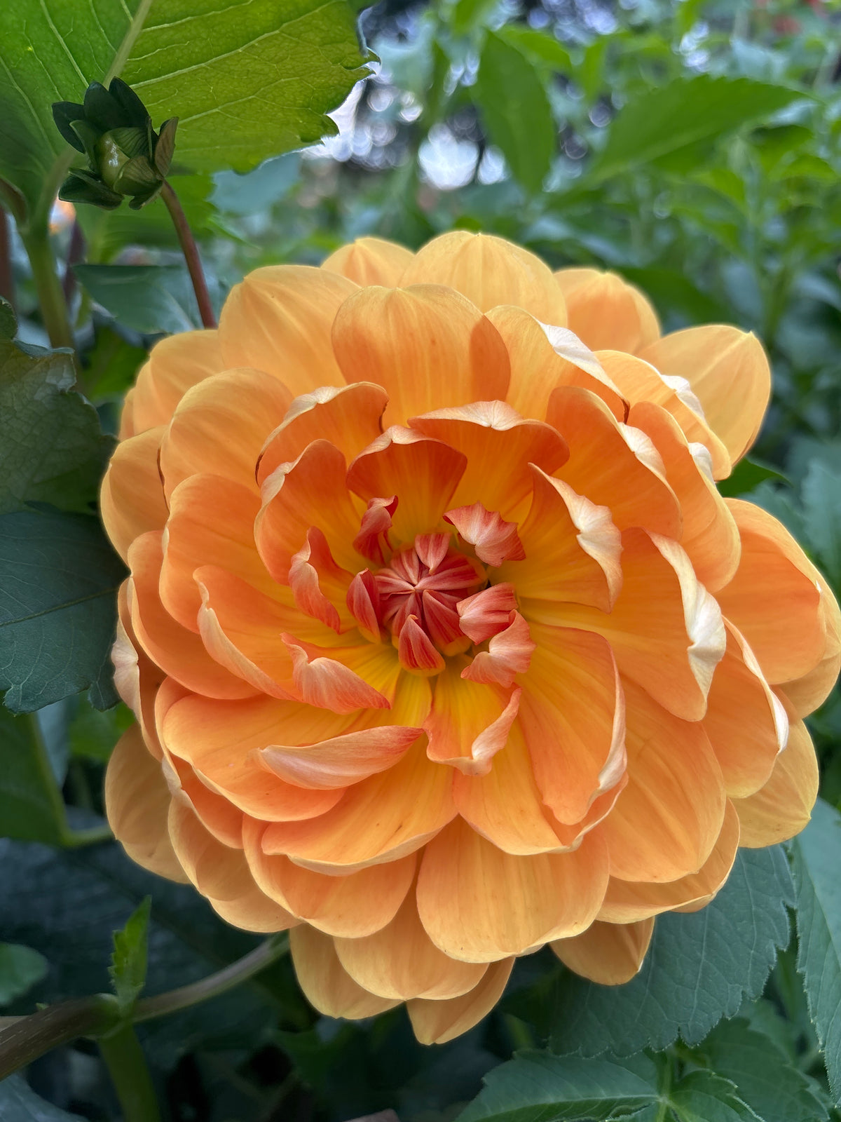 Hollyhill Honey Gold