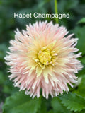 Hapet Champagne
