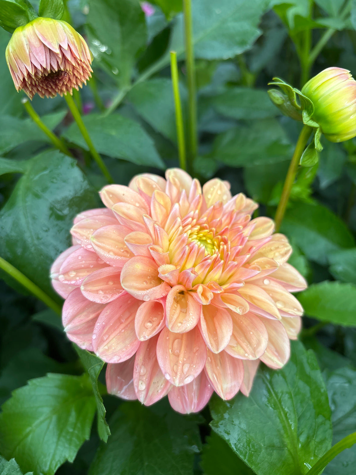 Florelie Kindness