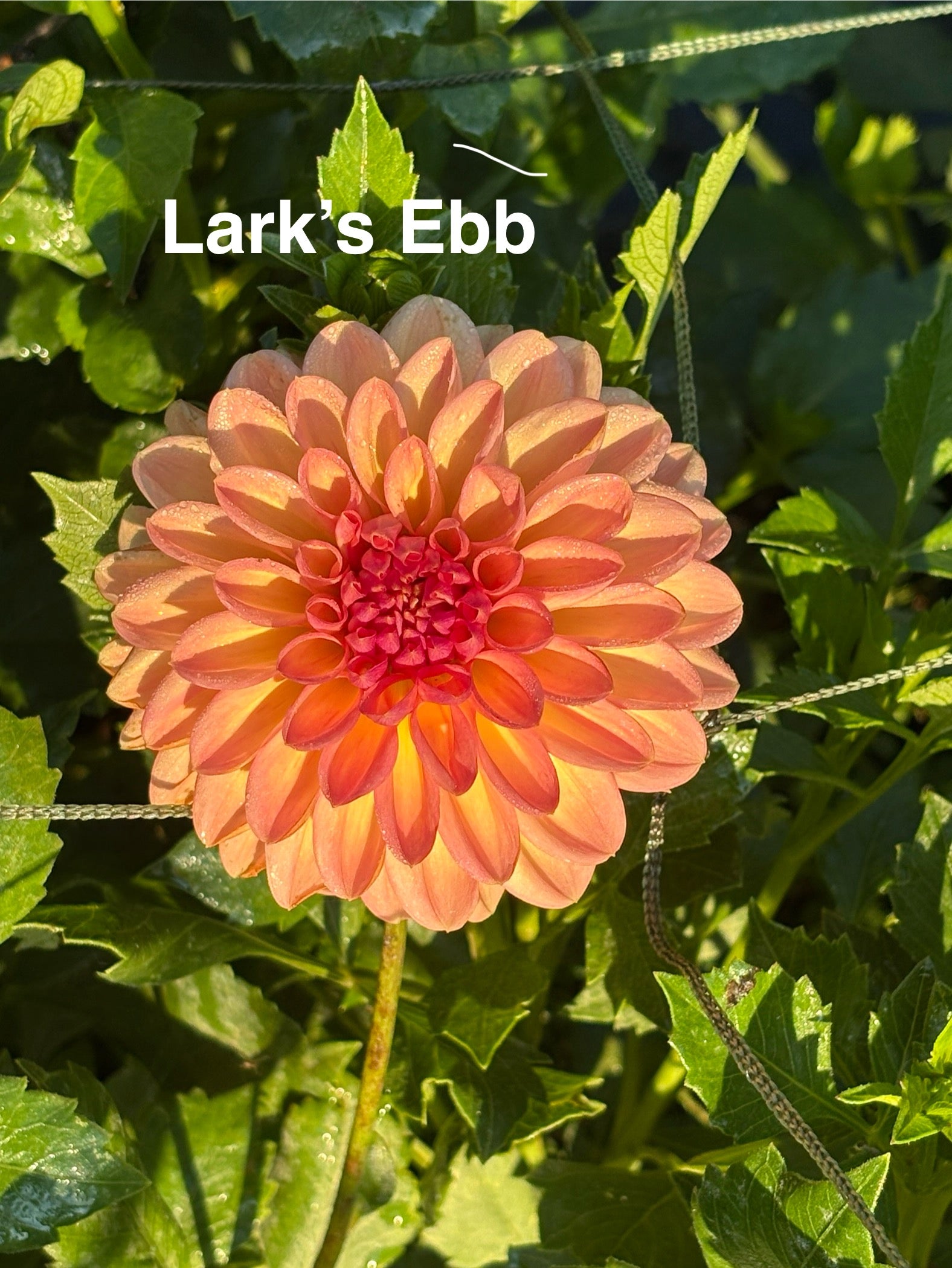 Larks Ebb