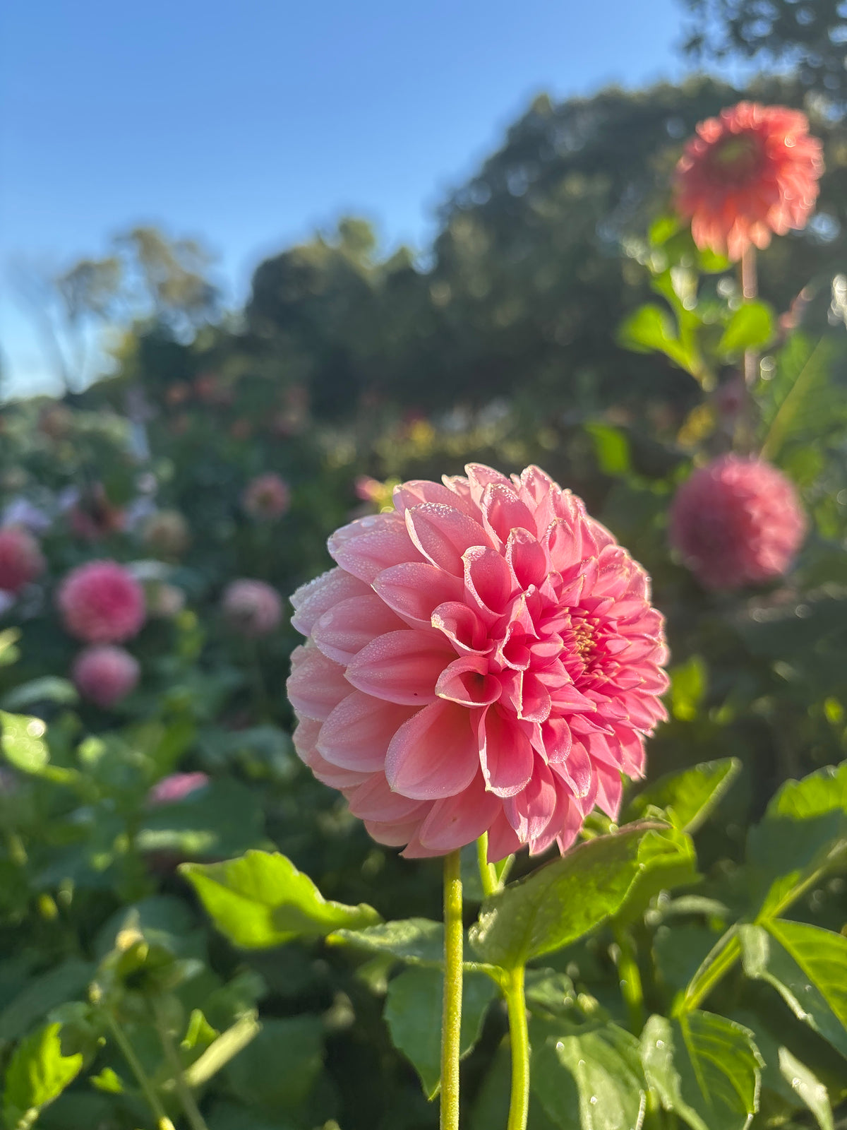 Lee's Mauve Guava
