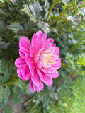 Hollyhill Pink Martini