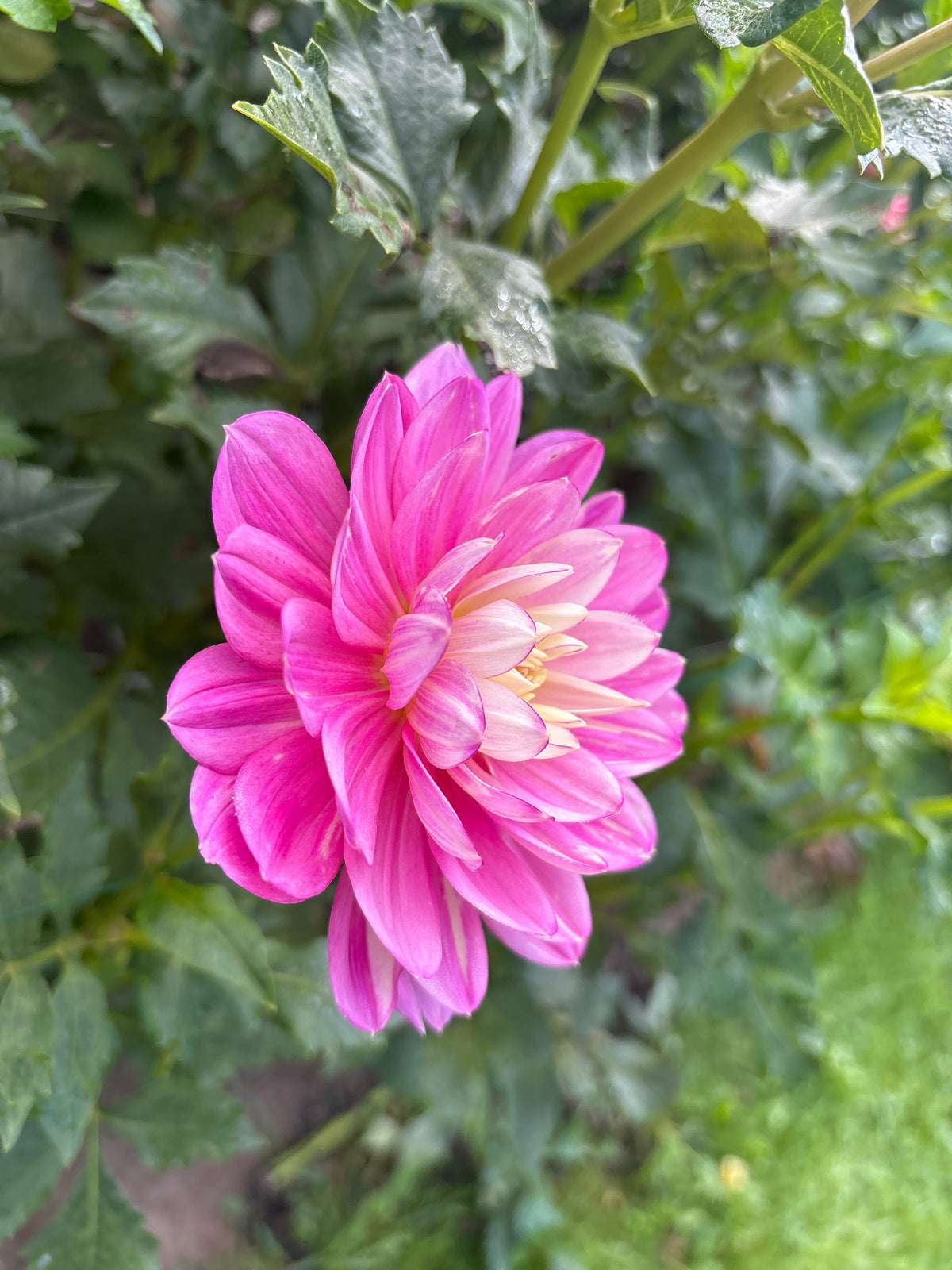 Hollyhill Pink Martini