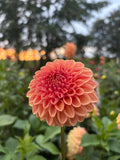 Ferncliff Apricot