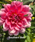 Southern Bell