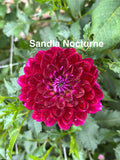 Sandia Nocturn