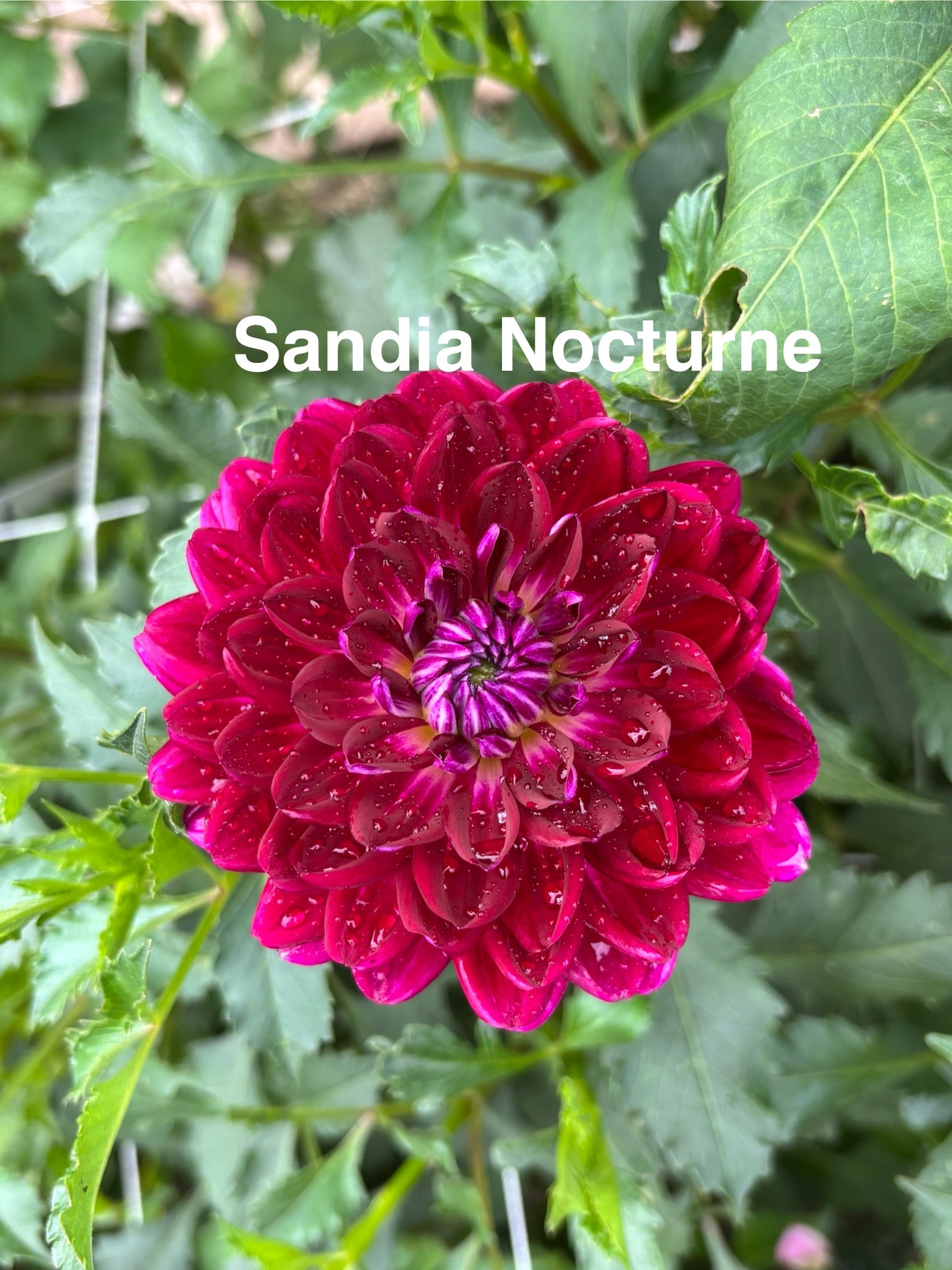 Sandia Nocturn