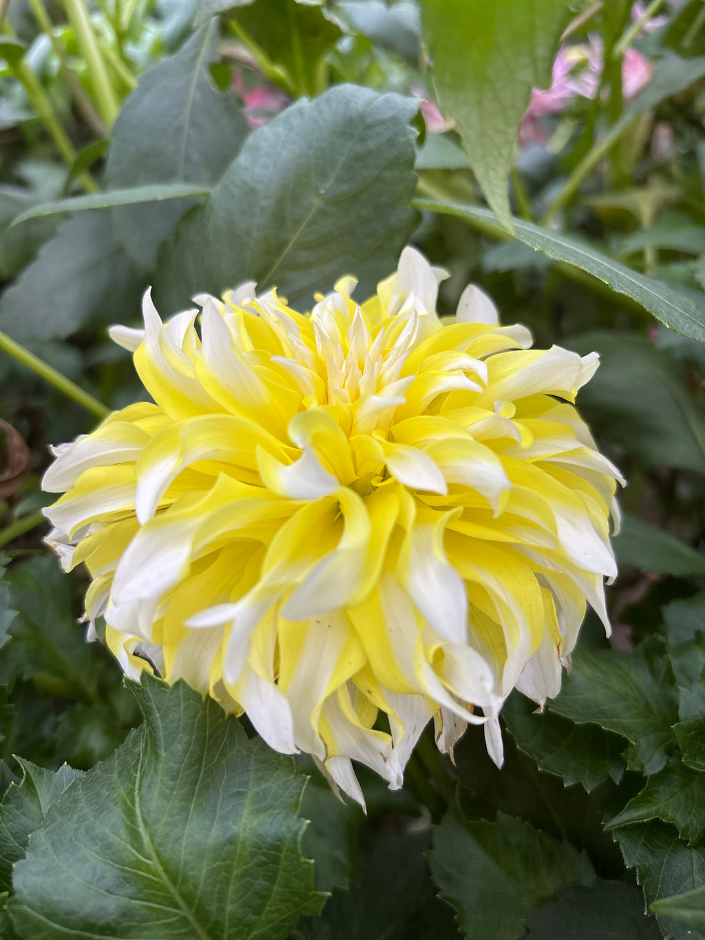 Hollyhill Lemon Ice