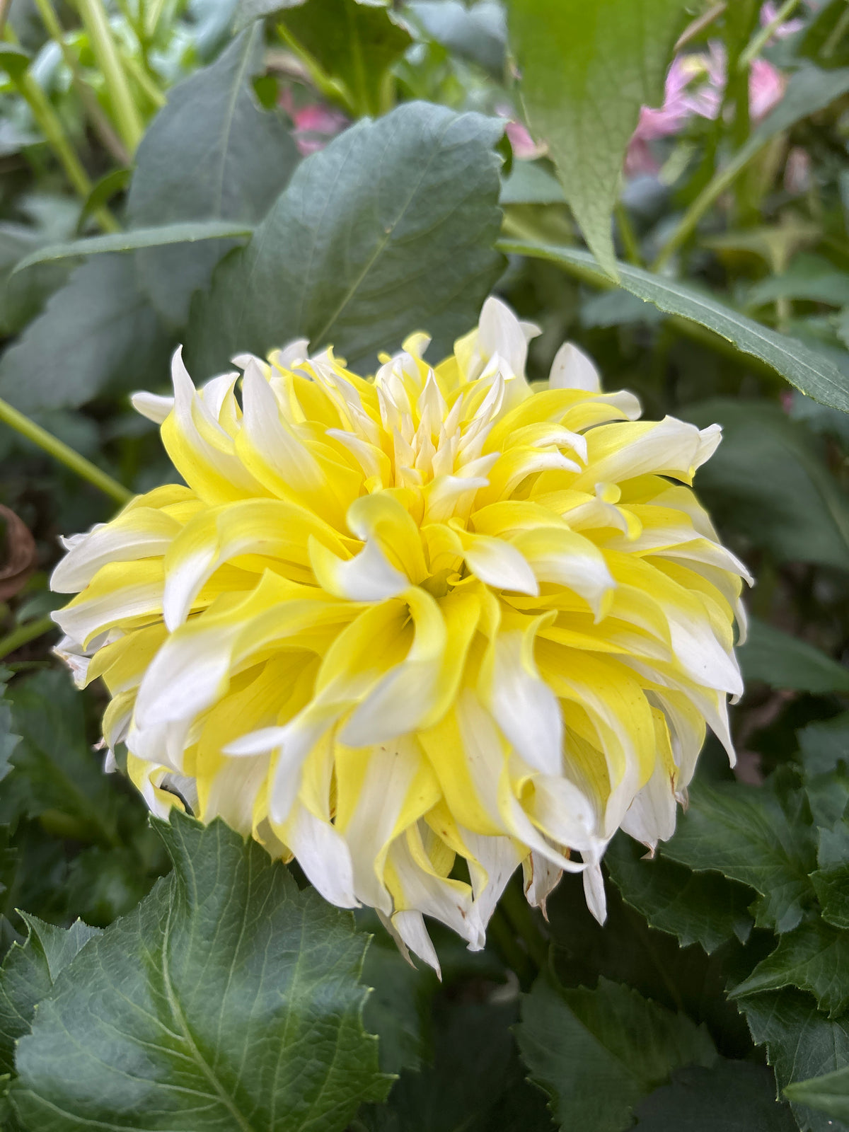 Hollyhill Lemon Ice
