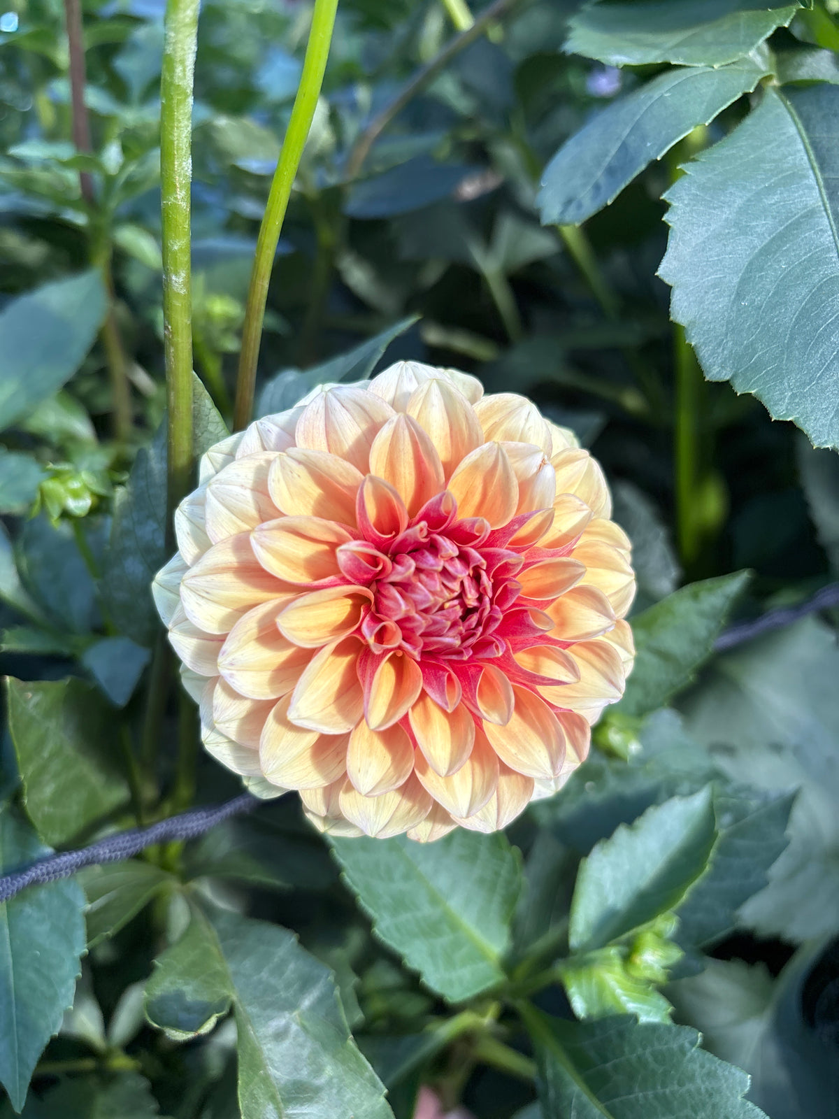 Lee's Golden Raspberry
