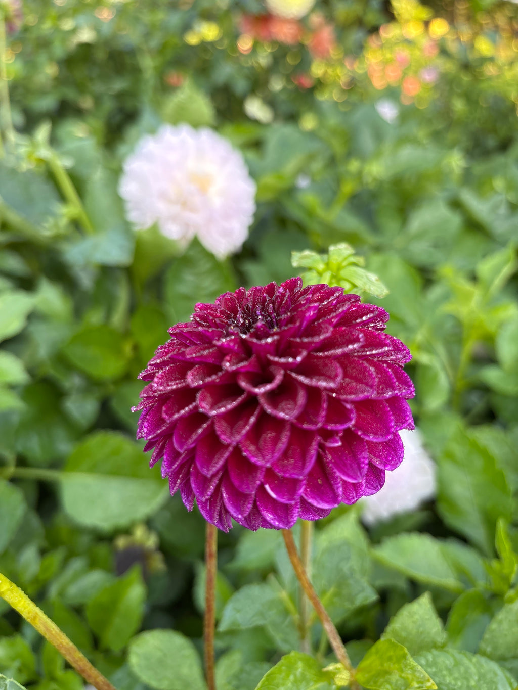Salish Tiny Giant