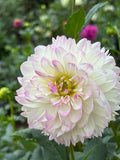 Sandia Melody
