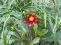 Lo-Ruby (2026)