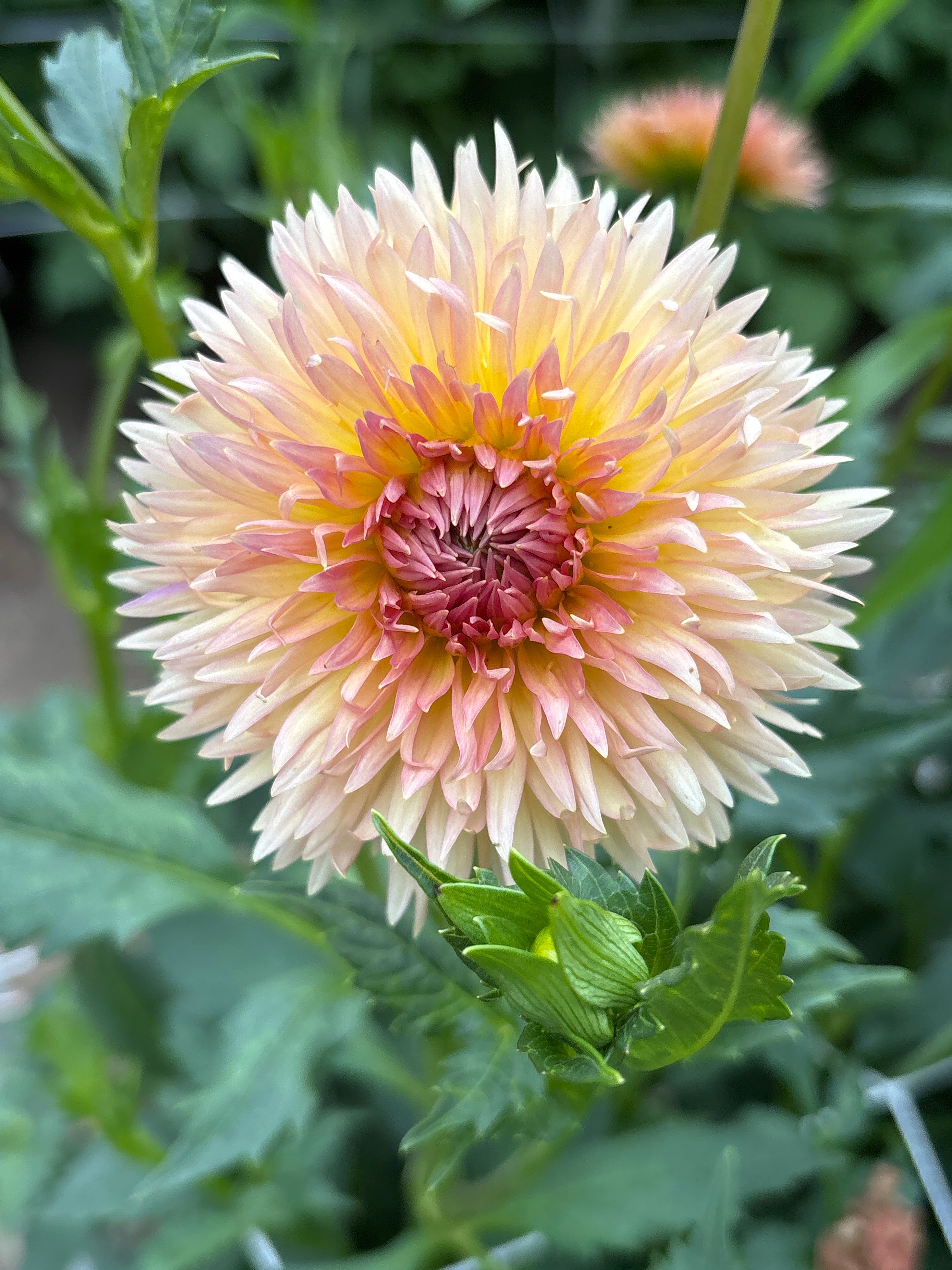 Lakeview Peach Fuzz