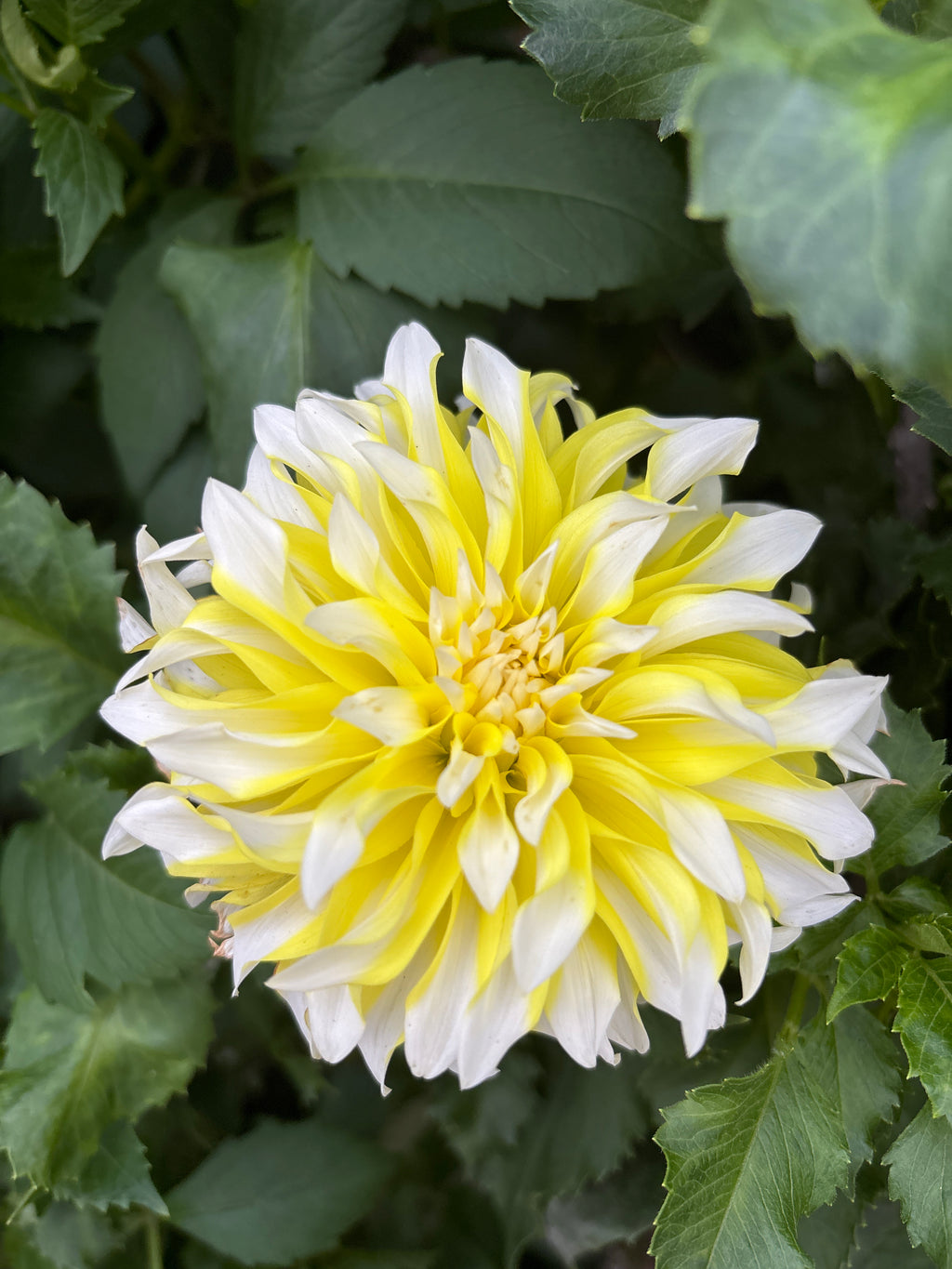 Hollyhill Lemon Ice