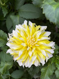 Hollyhill Lemon Ice