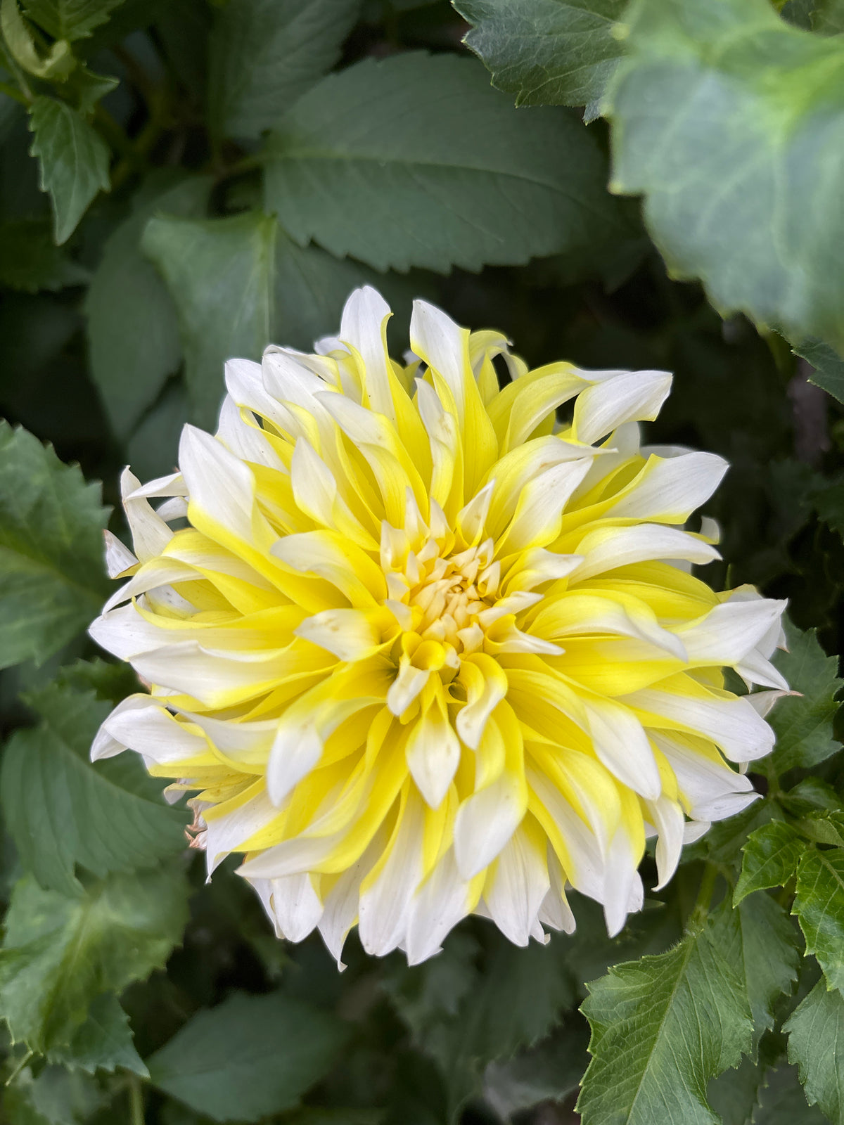 Hollyhill Lemon Ice