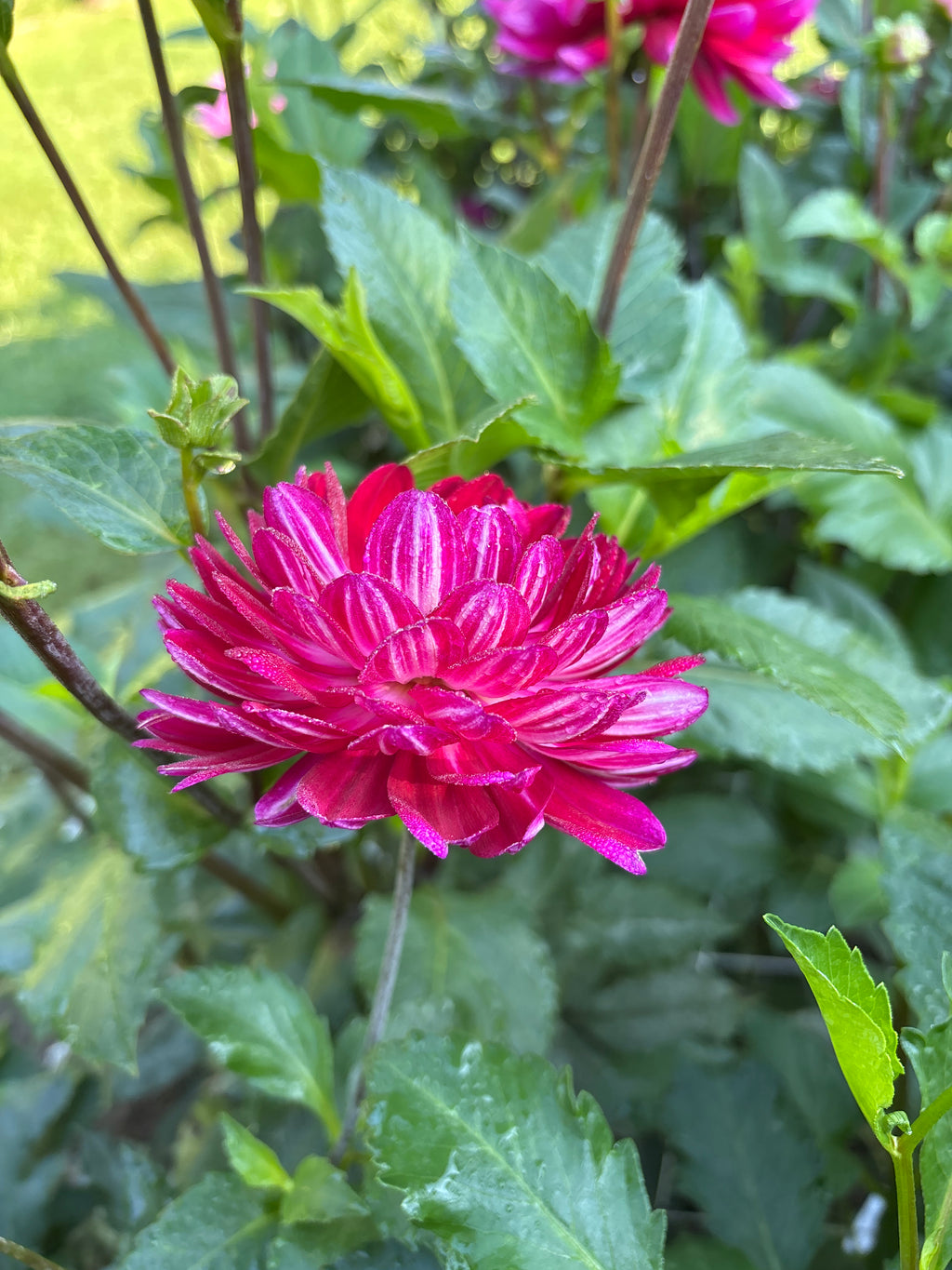 Sandia Bertha