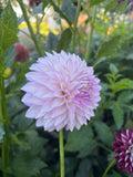 Clearview David