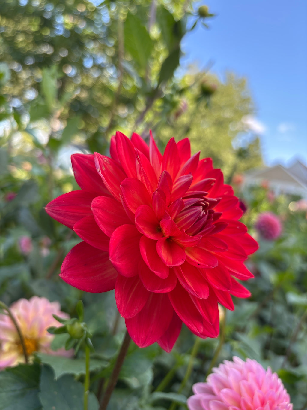 Taratahi Ruby