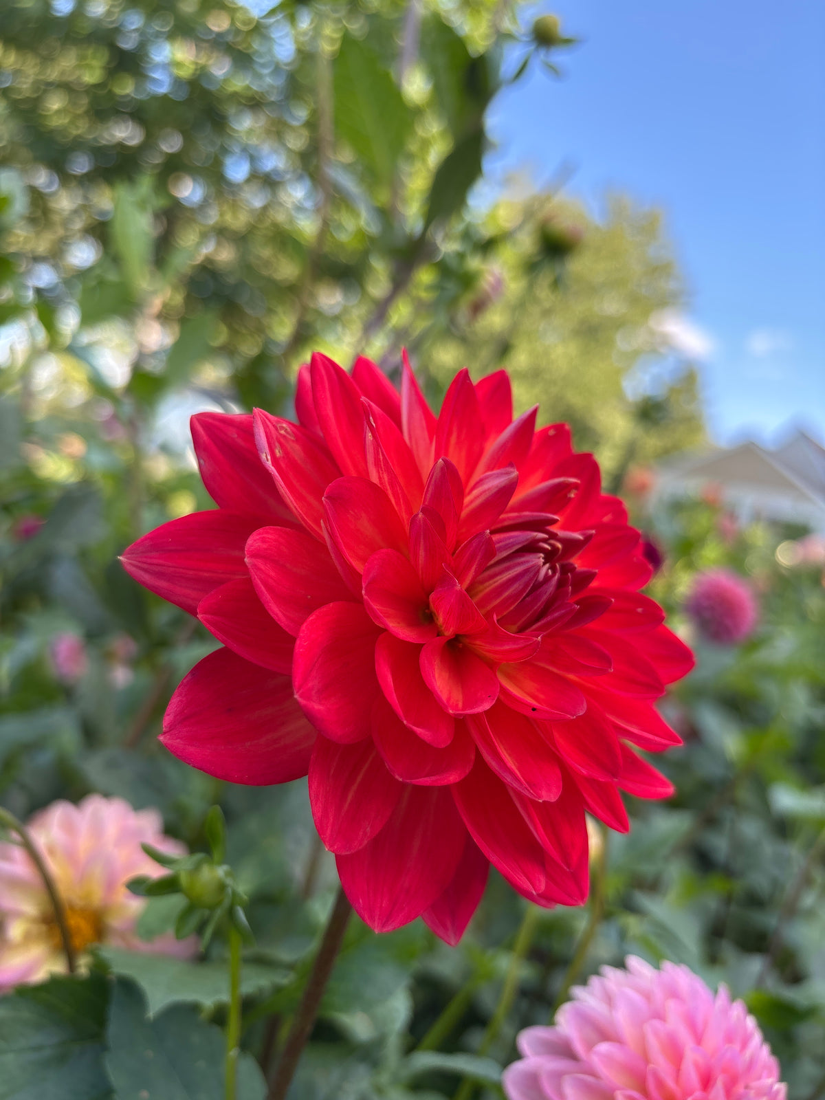 Taratahi Ruby