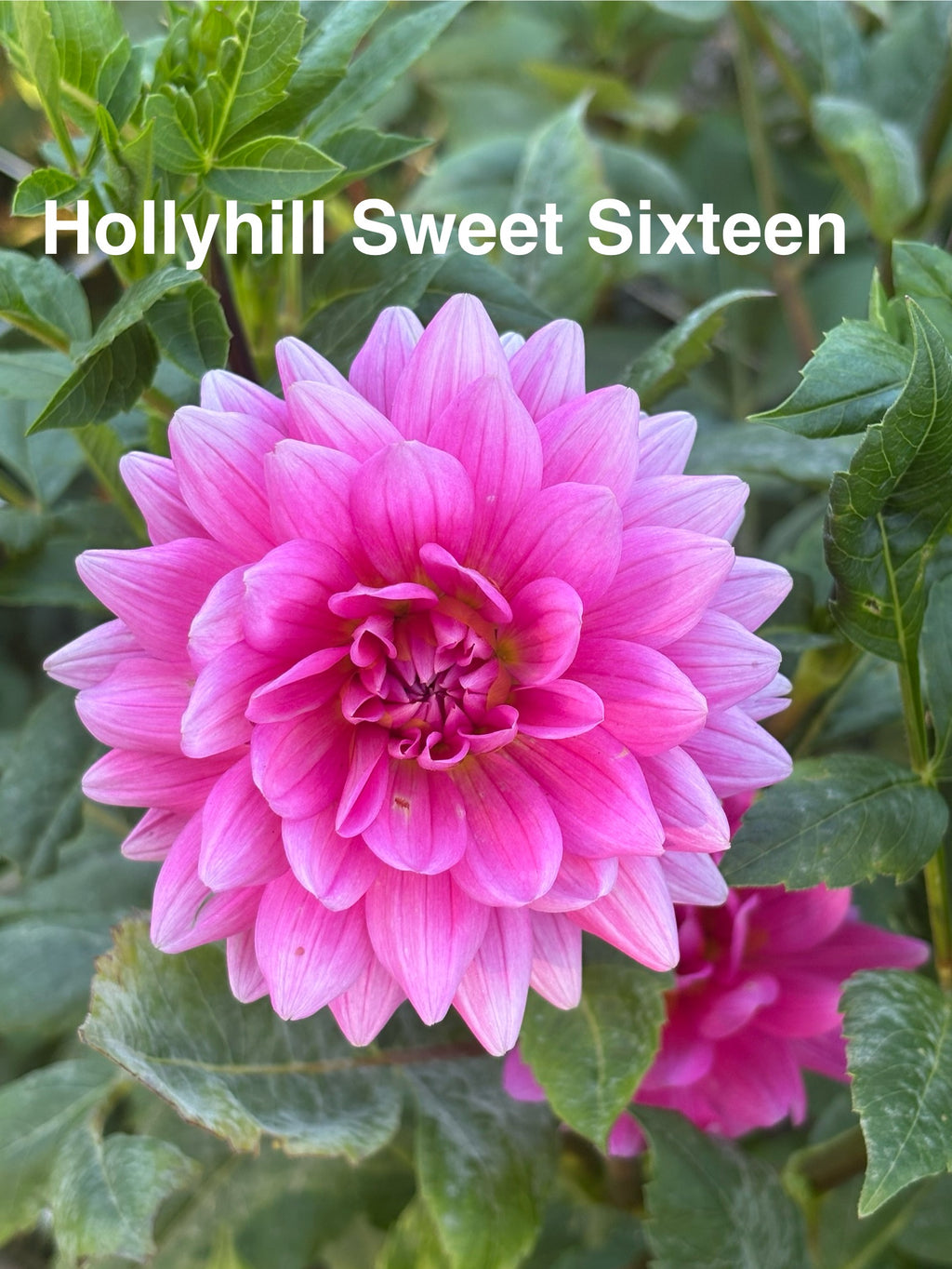 Hollyhill Sweet 16