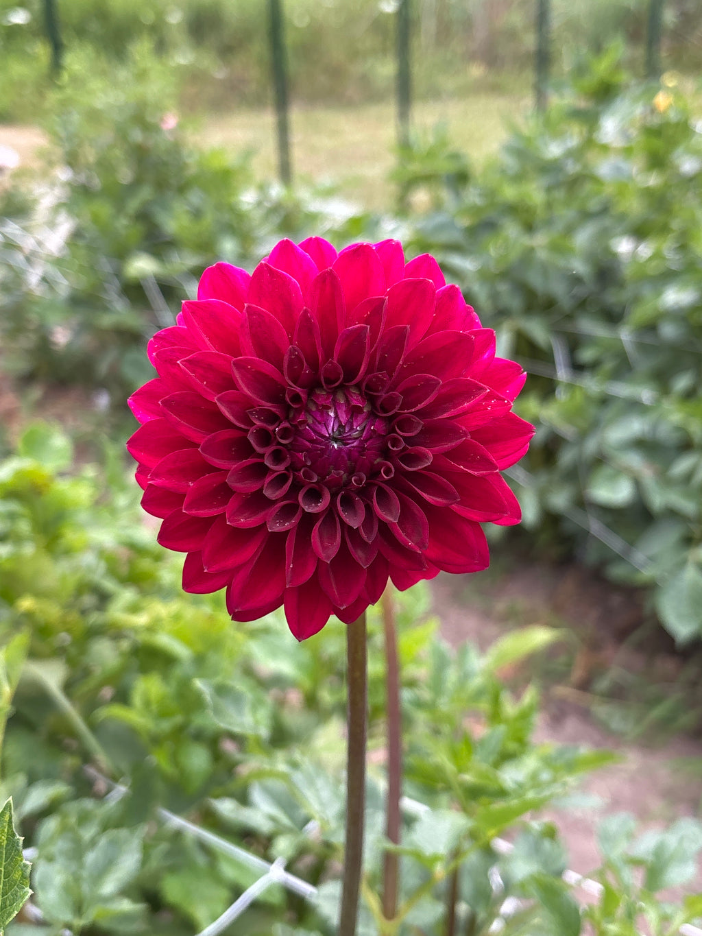 Wyn's Harmony