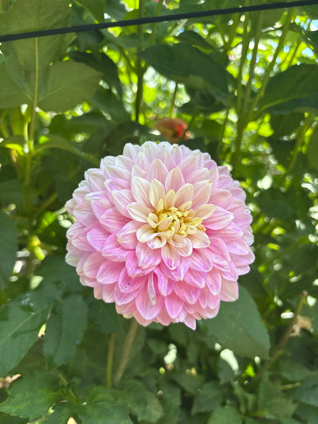 Hapet Rose Dream